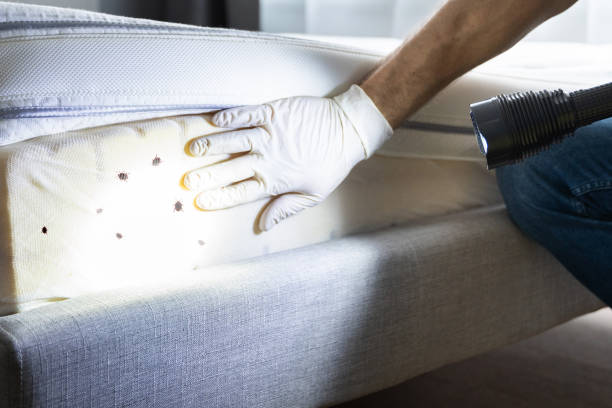 Best Termite Control Services  in Strawberry Plains, TN
